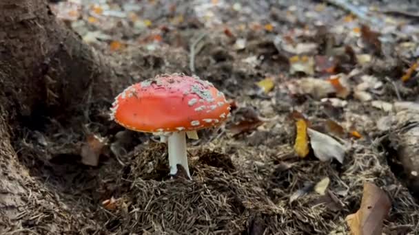 유독한버섯 과학적인이름 빨간아미나타 버섯을 — 비디오