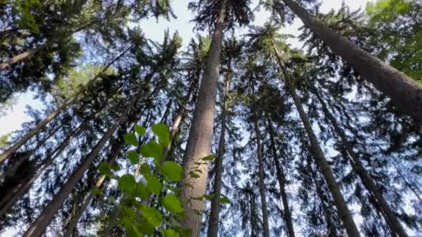 Grands Arbres Dans Forêt Une Forêt Pins Les Poumons Planète — Video