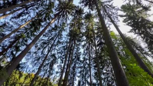 Árboles Gigantes Bosque Coníferas Hora Verano Movimiento Lento — Vídeo de stock