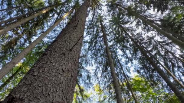 夏の森の中にある樹木 カメラの回転 スローモーション — ストック動画
