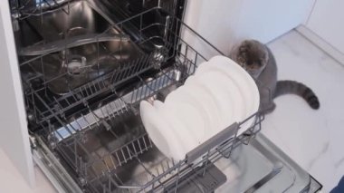 Dahili bulaşık makinesi, bulaşık makinesi. Bir kadın bulaşık, bardak, bardak doldurur. Ev hanımı ev işlerini yapar..