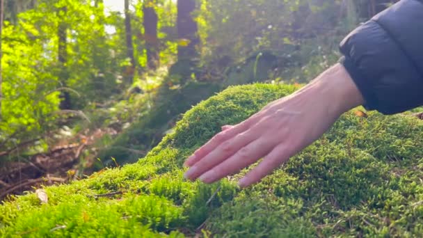Een Vrouwenvinger Raakt Zachtjes Het Weelderige Groene Mos Het Bos — Stockvideo