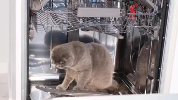 Bulaşık Makinesinde Oynayan Skoç Kedisi — Stok video