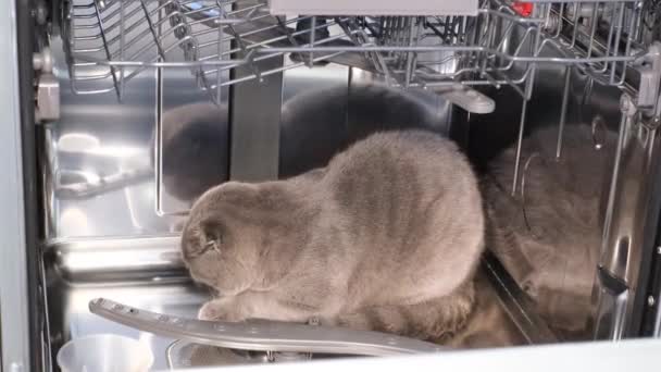 Güzel Gri Bir Kedi Bulaşık Makinesinde Oturuyor — Stok video