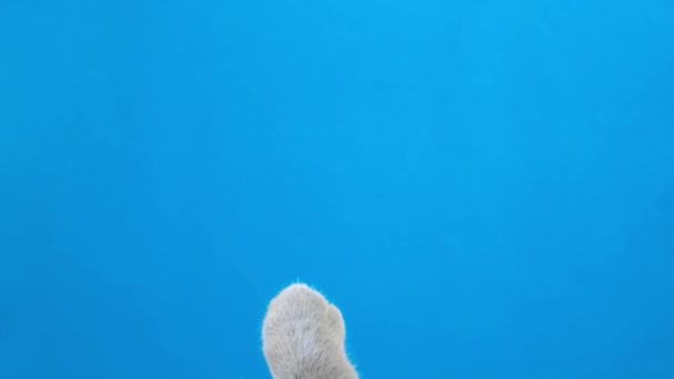 青い背景に隔離された猫 — ストック動画