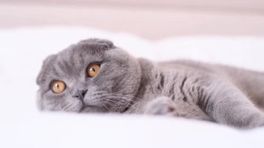 Yatakta uzanmış kameraya bakan gri İskoç evcil bir kedinin yakın çekimi. Vahşi bir hayvanın hayatı. Yatak odasının içi evde..