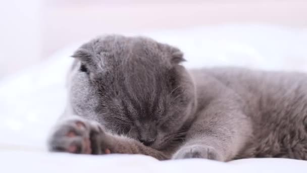 苏格兰人的胖胖的猫洗爪子 猫的特写 一只整洁的宠物躺在床上 — 图库视频影像