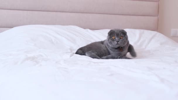 一只漂亮的苏格兰猫躺在一张宽大的双人床上 — 图库视频影像