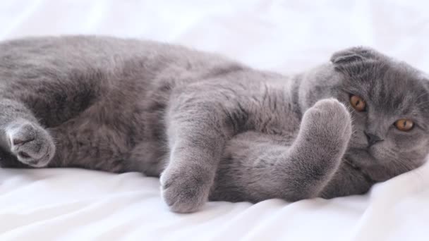 Krásná Skotská Kočka Odpočívá Posteli Olizuje Tlapku — Stock video