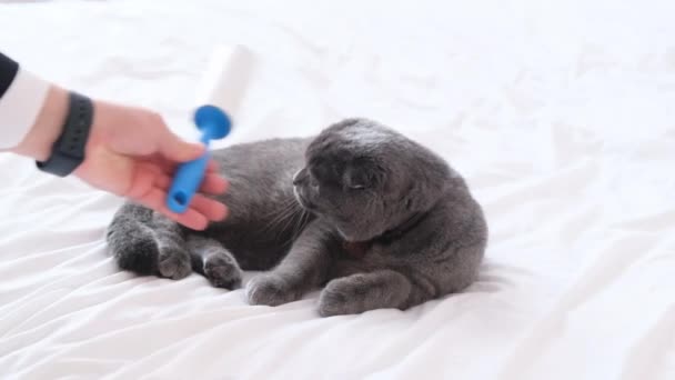 Hombre Limpia Piel Gato Gris Período Derramamiento Gatos — Vídeos de Stock