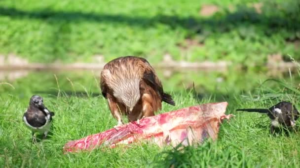 Águila Salvaje Come Carne Mientras Está Sentada Sobre Hierba Verde — Vídeos de Stock