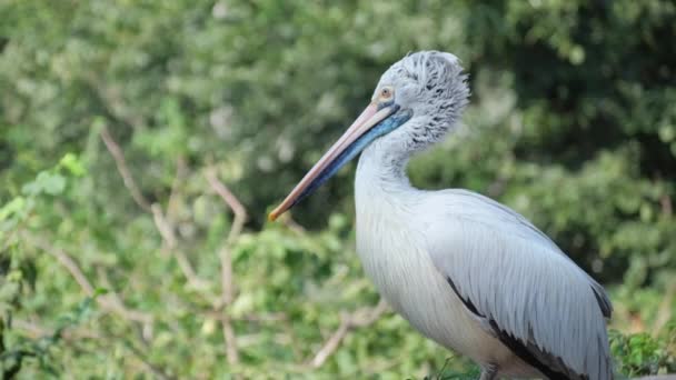 Hermosas Aves Silvestres Zoológico Primer Plano — Vídeo de stock