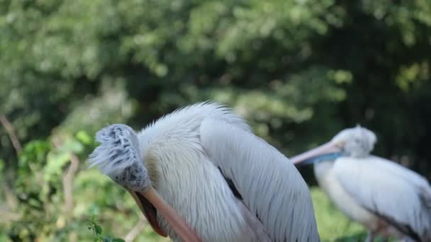 Piękne Dzikie Ptaki Zoo Zbliżenie — Wideo stockowe