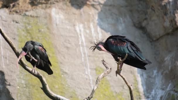 Hermosas Aves Africanas Una Rama Árbol Primer Plano — Vídeos de Stock