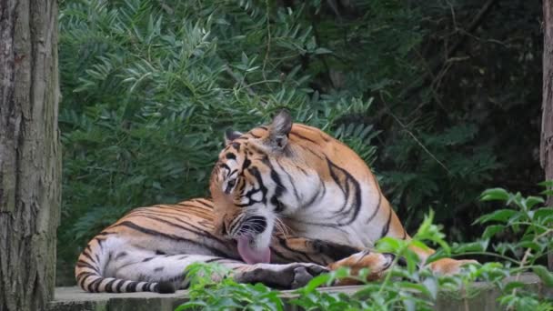 Tigre Dorado Yace Una Meseta Lamiendo Cuerpo Con Larga Lengua — Vídeos de Stock