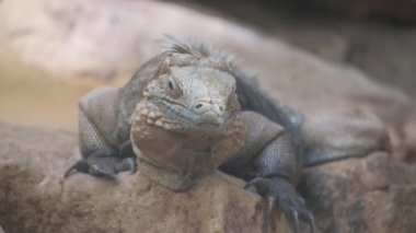 Yeşil bitkinin üzerinde oturan bahçe kertenkelesinin yakın çekimi. Yüksek kalite 4k görüntü