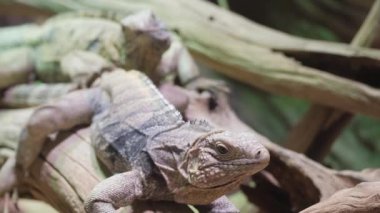 Kahverengi iguana, gözlere odaklan. Güzel bir sürüngen kameraya bakıyor. Sürüngen sınıfı.