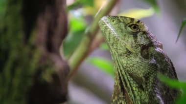 Yeşil bir iguana, yaşam alanındaki bir ağacın üzerinde duruyor. Erkek iguana. Büyük bir kertenkele..