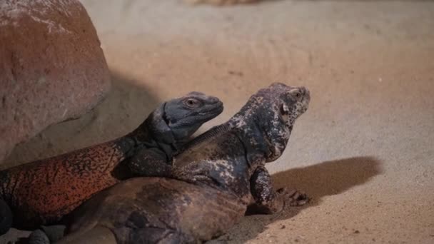 Family Lizards Desert Sand Close — Stock Video