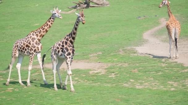Afrika Savanasında Güzel Bir Yetişkin Zürafa Ailesi — Stok video