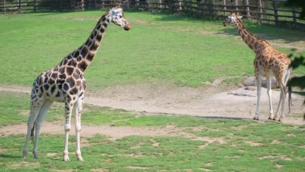Ung Giraff Den Afrikanska Savannen — Stockvideo