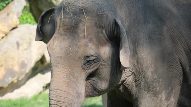 Κοντινό Πλάνο Ενός Παλιού Ελέφαντα Στην Αφρικανική Σαβάνα — Αρχείο Βίντεο
