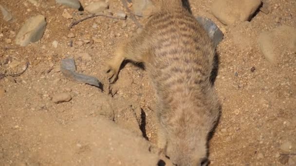 非洲草原沙漠中的非洲山猫 雁科的食肉哺乳动物 — 图库视频影像