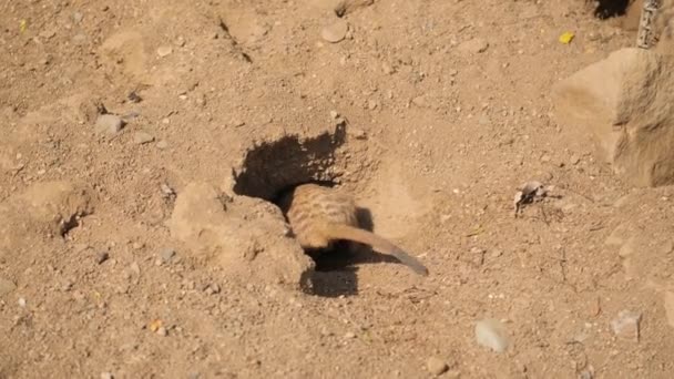 Afrikansk Surikat Den Afrikanska Savannens Sand Ett Rovdjur Från Mongoosfamiljen — Stockvideo