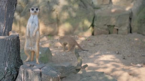 African Meerkat Sands African Savannah Predatory Mammal Mongoose Family — Stock Video