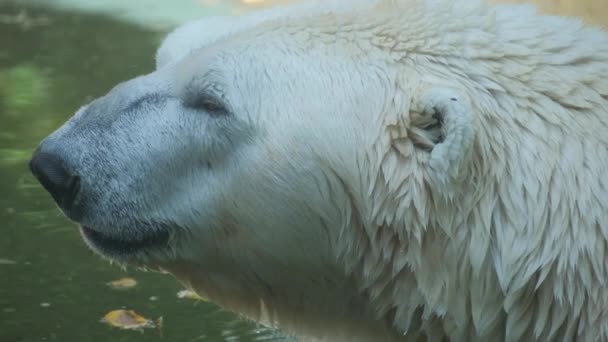 クローズアップ 極熊はクマファミリーの最大のメンバーです — ストック動画