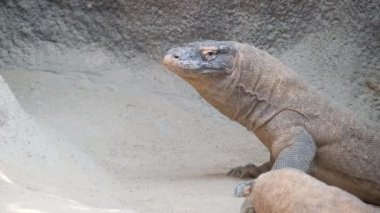 Kertenkele Komodo ejderhası oturur ve kameraya bakar, kertenkeleyi yakından izler..