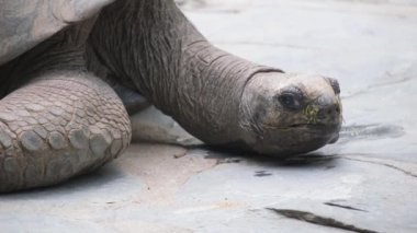 Yedek kulübesinde dev bir kaplumbağa var..
