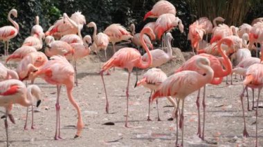 Flamingo, Flamingo ailesinin pembe kanatlı kuşudur, modern flamingo türlerinden biridir..