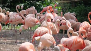 Suda dolaşan daha büyük flamingoların parlaklığı, Güney Afrika.
