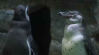 Penguen, penguen familyasından bir kuş cinsidir. Afrika 'nın güneyinde, Şili' de, Arjantin 'de.