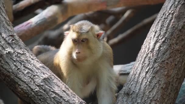 Belo Macaco Uma Árvore Savana Africana — Vídeo de Stock