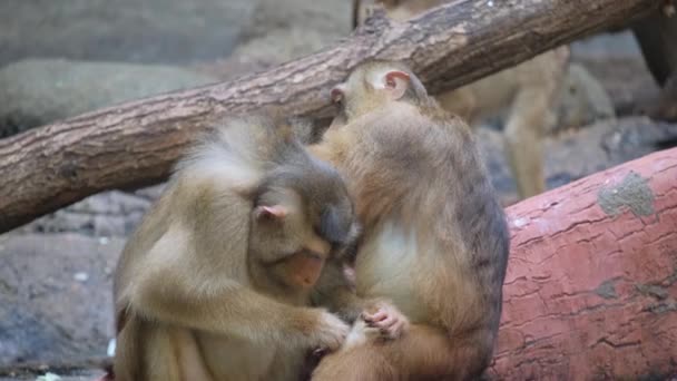 Uma Família Macacos Uma Árvore Savana Africana — Vídeo de Stock