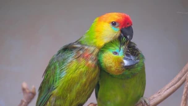 Brezilya Bir Kuş Barınağında Iki Güzel Yeşil Papağan — Stok video