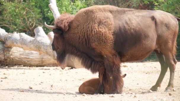 Bison Είναι Ένα Γένος Θηλαστικών Από Την Οικογένεια Των Ταύρων — Αρχείο Βίντεο