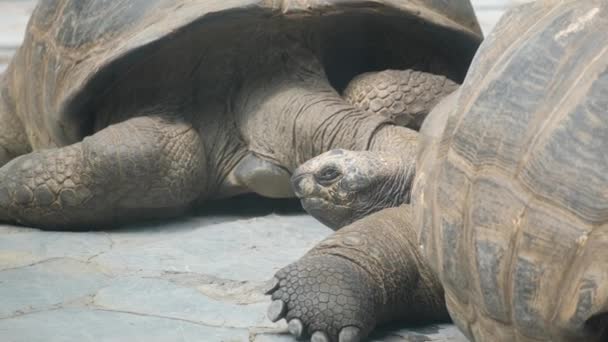 Een Reusachtige Grijze Galapagos Schildpad Wandelend Een Tropisch Eiland — Stockvideo