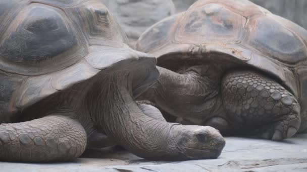 Två Jättesköldpaddor Nära Håll Naturreservatet — Stockvideo