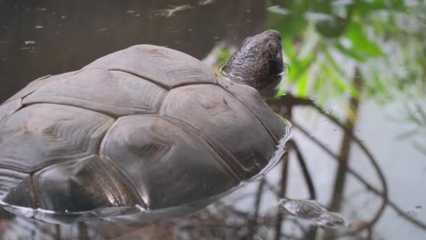 Suda Dev Bir Gri Kaplumbağa — Stok video