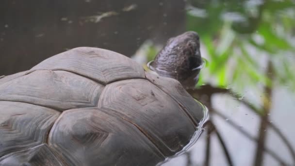 Reuzenschildpad Een Landschildpad Endemisch Voor Het Eiland Aldabra Een Zeldzame — Stockvideo
