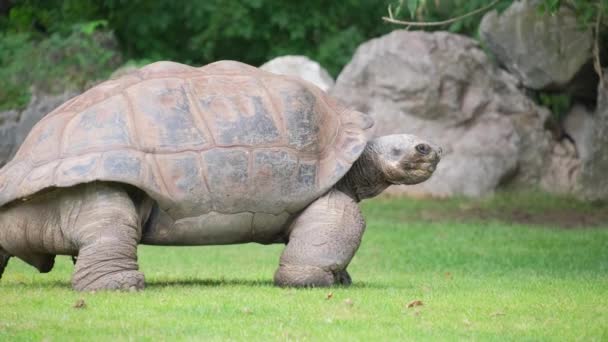 Die Riesenschildkröte Ist Eine Art Landschildkröte Die Auf Dem Gras — Stockvideo