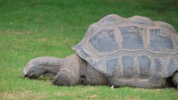 Een Reuzenschildpad Een Landschildpad Wandelt Een Dierenasiel — Stockvideo
