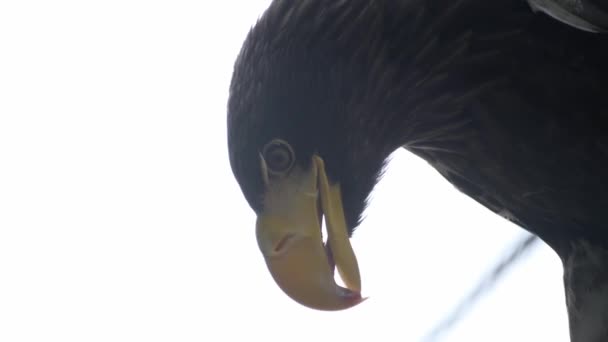 Gran Águila Come Presa Recién Capturada Cerca — Vídeos de Stock