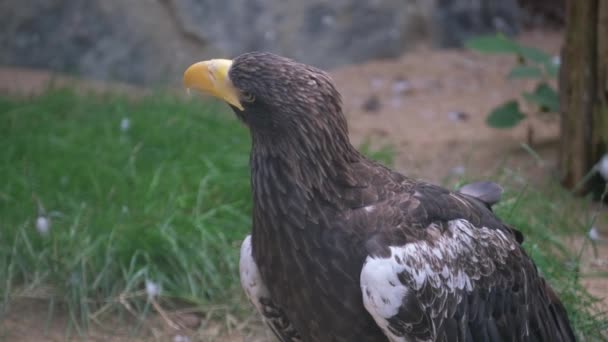 Großer Schwarzer Habicht Buteogallus Urubitinga Detailliertes Porträt Eines Wildvogels Aus — Stockvideo