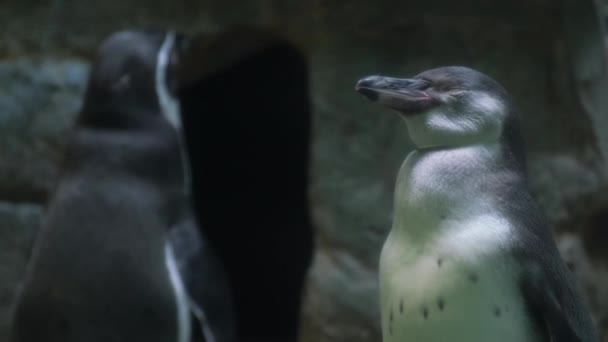 Pinguin Ist Eine Vogelgattung Aus Der Familie Der Pinguine Weit — Stockvideo