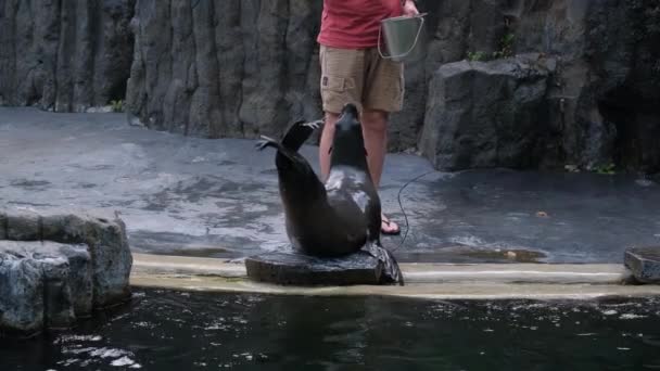 Trainer Trains Fur Seal Subfamily Eared Seals — Stock Video