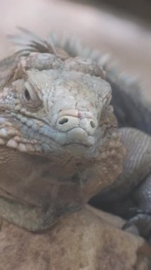 Yeşil bitkinin üzerinde oturan bahçe kertenkelesinin yakın çekimi. Dikey video.